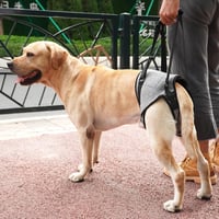 Dotoner hátsó lábak támogatására szolgáló kutya emelő hám, sérült és mozgáskorlátozott kutyáknak 7