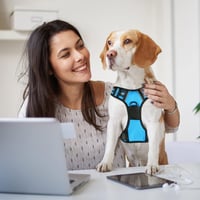 SIBOTER Kék Reflektív Kutyahám Pórázzal, Kis Testű Kutyáknak (S) 7