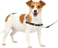 PetSafe Easy Walk Fekete Hámok Kutyáknak - Húzásgátló, Fojtásmentes S Méret + 1,8m Póráz 1