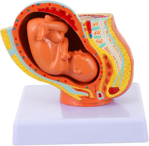 Healeved Anatomski Model Fetusa - Realistični Demonstracijski Alat Maternice i Embrija za Studente Medicine i Babice, 12x11x11 cm, PVC