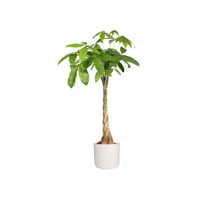 Kvetináč elho B.for Soft Round – biely, priemer 35 cm, výška 32,3 cm, na vnútorné použitie, 100 % recyklovaný plast 8