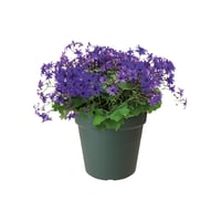 Ghiveci pentru răsaduri Elho Green Basics 19 cm - Verde frunză 7