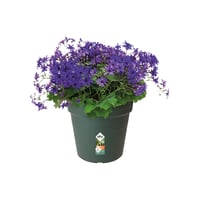 Ghiveci pentru răsaduri Elho Green Basics 19 cm - Verde frunză 6