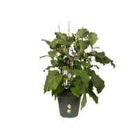 Ghiveci pentru răsaduri Elho Green Basics 19 cm - Verde frunză 4