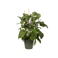 Ghiveci pentru răsaduri Elho Green Basics 19 cm - Verde frunză 8