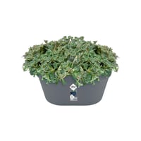 Elho Loft Urban Wall Basket 40 cm Antracit nástenný kvetináč – na vonkajšie použitie, 100 % recyklovaný plast 3