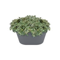 Elho Loft Urban Wall Basket 40 cm Antracit nástenný kvetináč – na vonkajšie použitie, 100 % recyklovaný plast 6