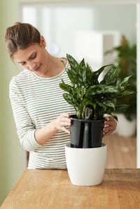 elho Önöntöző Rendszer 24 Szobanövénynek, 23,7 cm Átmérő, Fekete - 24 cm, Single, Black 7