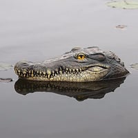 Esenlong Úszó Krokodil Dekoráció Kert Terasz Díszítéshez 6