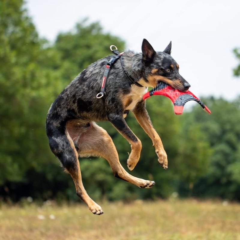 EzyDog Crosscheck Kutyahám Húzásgátló Funkció - Piros Mellény Hám Kis Közepes Nagy Kutyákhoz, Fényvisszaverő Állítható XL