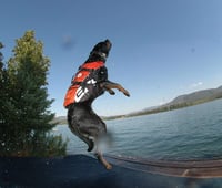 EzyDog DFD Kutya Mentőmellény Sárga Small - Vízi Sport Úszósegéd Kutyáknak Mentőfogantyúval és Fényvisszaverő Varrással 5