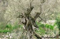 das Olivenholzbrett Kézzel Készített Olívafa Vajkés 20 cm - Természetes Fa Konyhai Eszköz Felnőtteknek 5