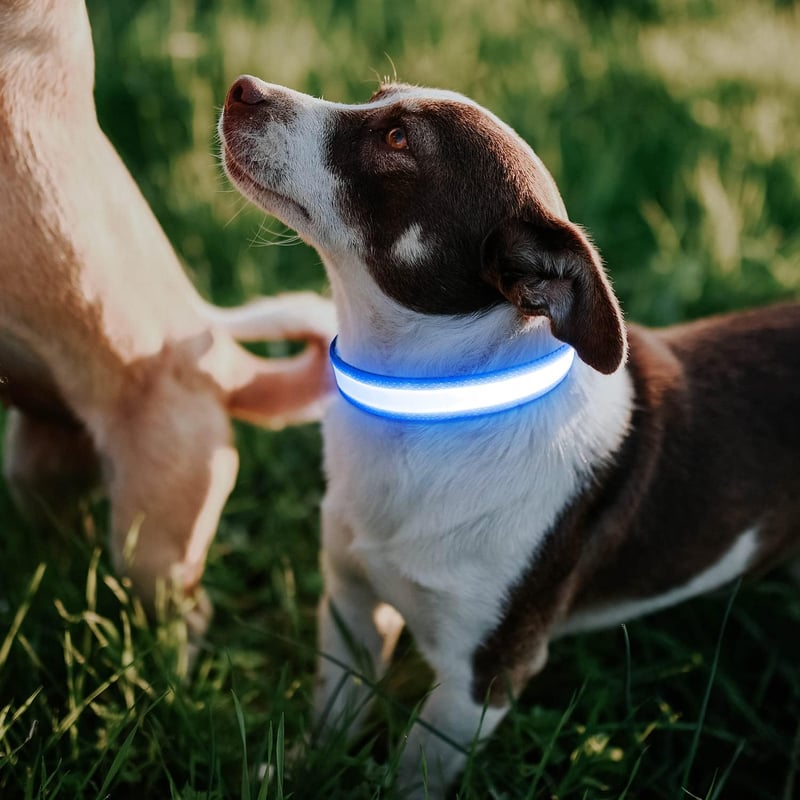 iTayga USB-s LED kutyanyakörv, kék, nagy méret, vízálló, 3 világítási mód
