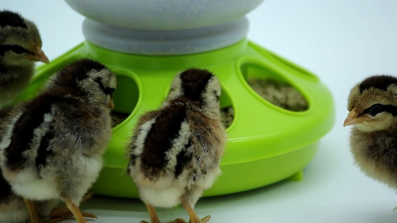 Happy Chickens Csirke és Fürj Etető-Itató Szett - 1kg Etetőtál és 1L Itató Kiscsibéknek