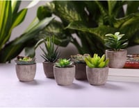 T4U Mini Műnövény Szett: 6db Élethű Pozsgás Dekoráció Kaspóval 3