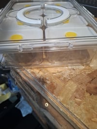 FZDSY Snack kutija, pladanj s 8 odjeljaka i pojedinačnim poklopcima - pladanj za posluživanje grickalica i umaka otporan na curenje — slomljen poklopac (stanje: pogledajte 2. sliku) 4