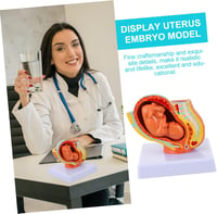 Healeved Anatómiai Magzat Modell - Élethű Méh és Embrió Szemléltető Eszköz Orvostanhallgatók és Szülésznők Számára, 12x11x11 cm, PVC 7