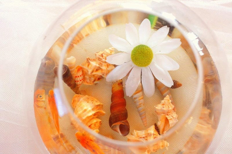 Fangoo Vegyes Kagylók és Tengeri Csillagok 9+2 Típus 3-9cm Dekoráció