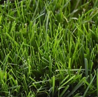 Tartós Festuca Arundinacea fűmag 500g - 20m² területre, R&R SHOP 3
