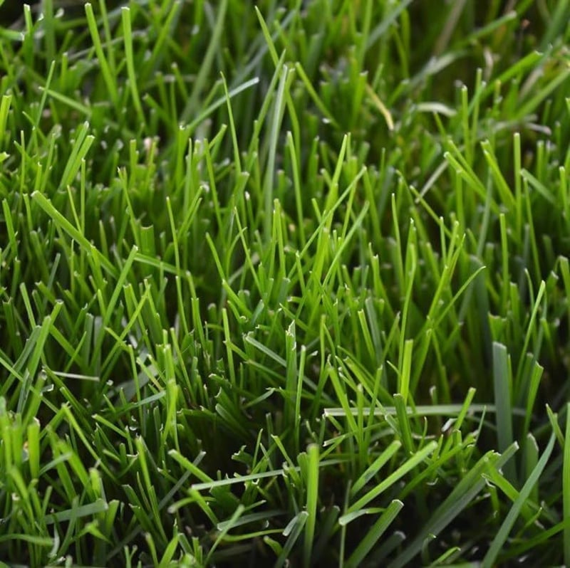 Tartós Festuca Arundinacea fűmag 500g - 20m² területre, R&R SHOP