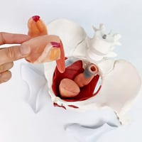 Női Medencefenék Anatómiai Modell – Emberi Perineum Oktatási Modell Levehető Szervekkel 6