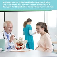 Női Medencefenék Anatómiai Modell – Emberi Perineum Oktatási Modell Levehető Szervekkel 2