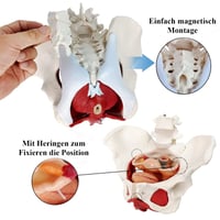 Női Medencefenék Anatómiai Modell – Emberi Perineum Oktatási Modell Levehető Szervekkel 5