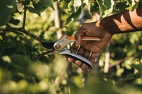 Fiskars Bypass Metszőolló Friss Ágakhoz, Tapadásmentes Bevonatú Acél Pengék, Alumínium Nyél, Fekete/Narancs, Plus P531 6