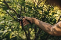 Foarfecă de grădină Fiskars Bypass Solid P321, mărimea M, pentru ramuri verzi, lamă din oțel inoxidabil cu strat antiaderent, 20,1 cm, negru/portocaliu 7