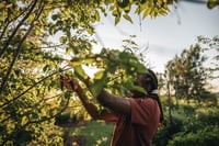 Foarfecă de grădină Fiskars Bypass Solid P321, mărimea M, pentru ramuri verzi, lamă din oțel inoxidabil cu strat antiaderent, 20,1 cm, negru/portocaliu 3