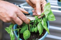 Fiskars Herb Scissors 5.1" rozsdamentes acél pengék fekete-narancssárga SP-220 2