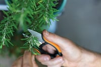 Fiskars Herb Scissors 5.1" rozsdamentes acél pengék fekete-narancssárga SP-220 4