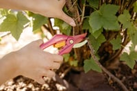 Fiskars Inspiration Ruby P26 škare za obrezivanje svježih grana, 20 cm, ugljični čelik, premaz protiv prianjanja, ružičasto/narančaste, 1003657 8