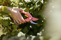 Fiskars Inspiration Ruby P26 škare za obrezivanje svježih grana, 20 cm, ugljični čelik, premaz protiv prianjanja, ružičasto/narančaste, 1003657 3