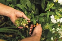 Fiskars Solid Micro-Tip SP130 precíziós metszőolló 8