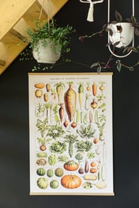 FOLLYGRAPH Vintage Poster - Adolphe Millot 1909 Povrće i Vrtno Bilje Reprodukcija, Bez Okvira, A2 Veličina (42 x 60 cm) 2