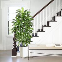 FSOHOI 180cm Műanyag Dracaena Fa Fehér Kaspóval Trópusi Dekoráció Lakásba - 22.9 cm, 1, White Tall Planter 2