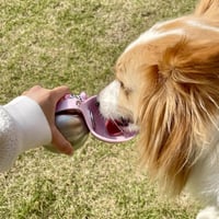 Sticlă de Apă pentru Câini FUFRE, 285 ml, din Oțel Inoxidabil, Portabilă, Antiscurgere, cu Bol din Silicon Pliabil, pentru Drumeții și Camping (C) 9