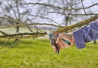 Gardena ExpertCut metszőolló gyümölcsfákhoz, 22 mm vágási átmérő, rozsdamentes acél pengék, bypass vágási rendszer 10