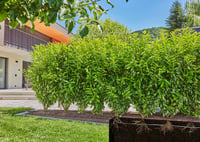 Zavlažovací systém Gardena Micro-Drip pre živé ploty/kry 25 m – štartovacia súprava, úspora vody, jednoduché pripojenie (13500-20) 6