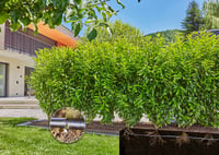 Zavlažovací systém Gardena Micro-Drip pre živé ploty/kry 25 m – štartovacia súprava, úspora vody, jednoduché pripojenie (13500-20) 4