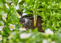 Zavlažovací systém Gardena Micro-Drip pre vyvýšené záhony/záhony (35 rastlín) – štartovacia súprava, úspora vody, pripravené na okamžité použitie (13455-20) 4