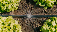 Gardena Micro-Drip-System sustav za navodnjavanje kap po kap za povrtnjake/cvjetnjake (40 m²) – početni set, štedi vodu, jednostavno spajanje (1348) 7
