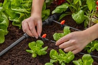 Gardena Micro-Drip System T-spojnica s redukcijom – s cijevi od 13 mm na cijev od 4,6 mm, Quick & Easy spajanje, višekratna upotreba (13204-20) 7