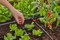 Gardena Micro-Drip System T-spojnica s redukcijom – s cijevi od 13 mm na cijev od 4,6 mm, Quick & Easy spajanje, višekratna upotreba (13204-20) 8