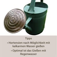 Gärtner's Hortensienblau Sredstvo za plavu boju hortenzija 1 kg - za plave cvjetove hortenzija, bojenje i očuvanje boje 5