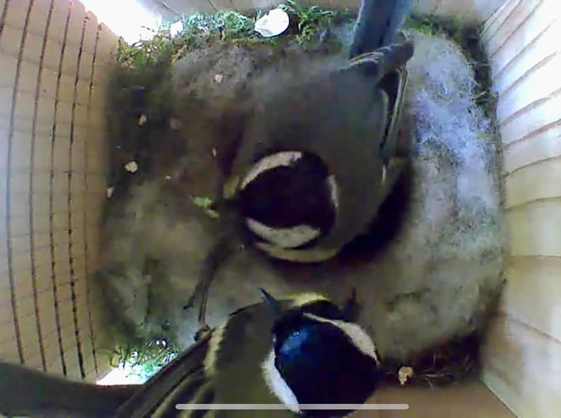 Generisch Madárház Blink Kamerához - Fa Nesting Box Macskavédelem