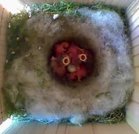 Generisch Madárház Blink Kamerához - Fa Nesting Box Macskavédelem 5