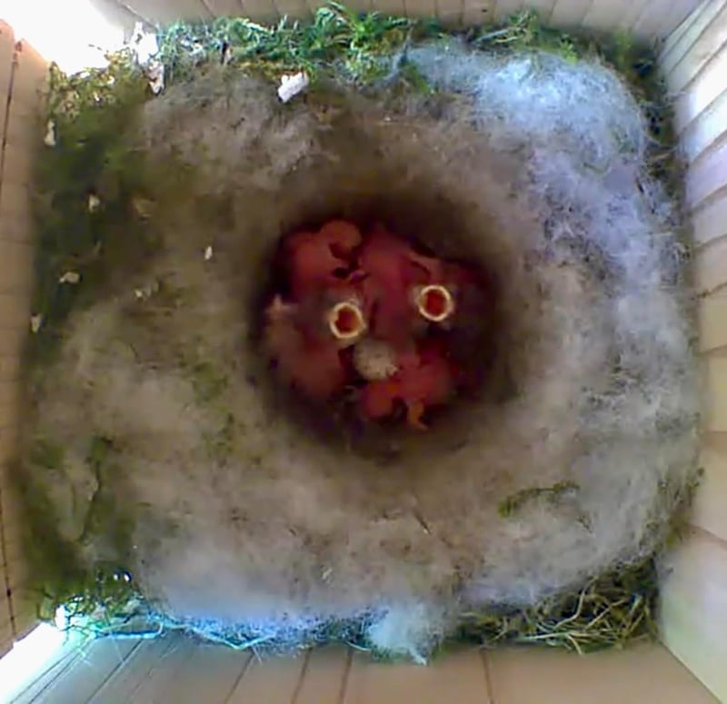 Generisch Madárház Blink Kamerához - Fa Nesting Box Macskavédelem