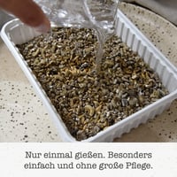 Iarbă pentru pisici GimCat Hydro Grass – semințe de iarbă proaspătă în sol controlat, gata în 5-8 zile – 1 tavă (150 g) 4